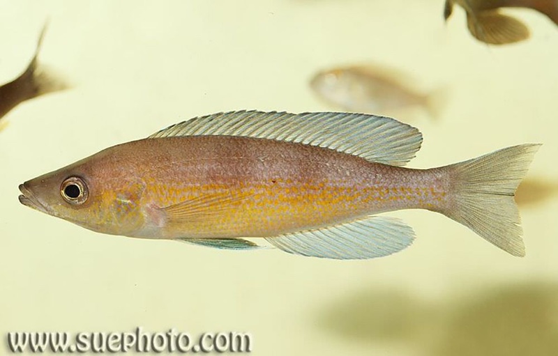 Cyprichromis pavo 'Cape Chaitika'